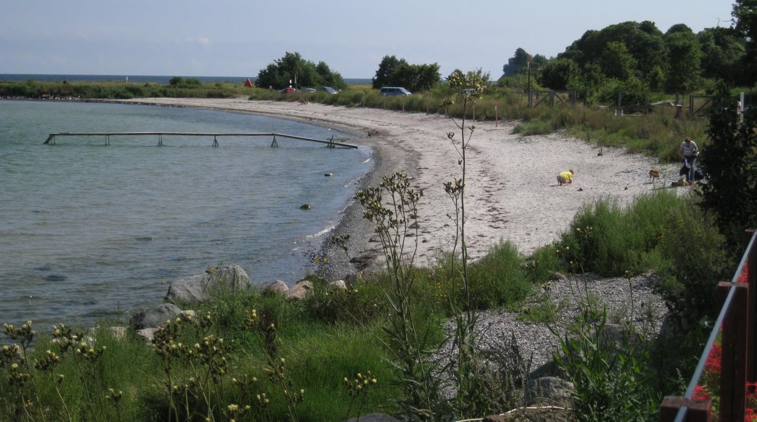 Bøgeskoven