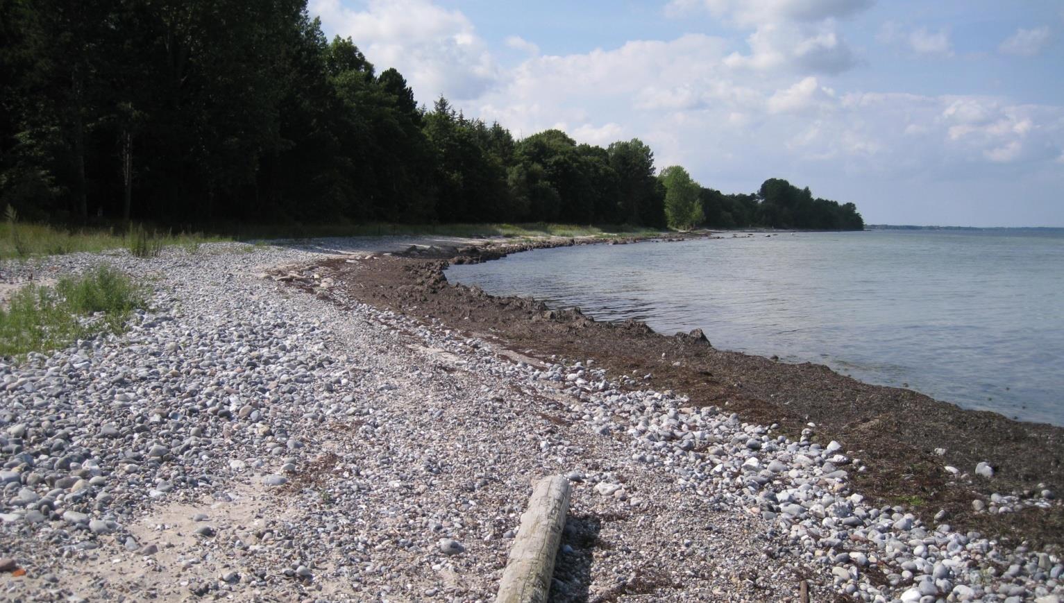 Magleby Skov