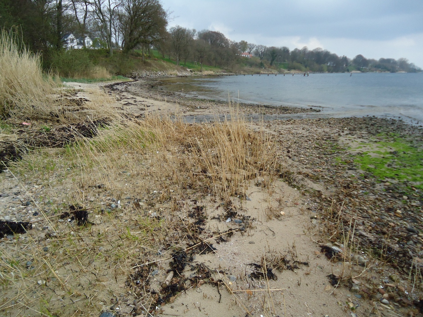 Kollund Østerskov Strand